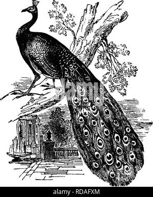 . L'illustre histoire naturelle : comprenant des descriptions des animaux, oiseaux, poissons, reptiles, insectes, etc., avec des esquisses de leurs propres habitudes et caractéristiques . Zoologie. SCRATOUERS. 275 en Angleterre, comme en France, c'est dans une certaine mesure un oiseau de passage, passage de la partie nord de la partie sud de l'île. Sa couleur dominante est le gris, le bout de la queue noir, et le cou blanc sur chaque côté. Cette espèce est de grande taille, mesurant 17 pouces de longueur et d'un semestre, et vingt-neuf pouces en mesure de l'extension. Bien que très timide, certains couples ont fixé leurs nids dans les arbres de nobles Banque D'Images