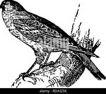 . L'illustre histoire naturelle : comprenant des descriptions des animaux, oiseaux, poissons, reptiles, insectes, etc., avec des esquisses de leurs propres habitudes et caractéristiques . Zoologie. Les OISEAUX DIURNES DE PRET. 22]. Le Gyr-Falcon. îles de la mer Méditerranée. Il fréquente les éminences rocheuses et élevé, et sur la fin du mois de février fait son nid en caractères gras, clifis. Il y a à peine une partie des côtes britanniques, où l'cliflFs lieu à la hauteur de trois ou quatre cents pieds, dans lequel pèlerins ne sont pas trouvés dispersés dans la saison de reproduction, et à partir de laquelle il est rare qu'ils prennent leur retraite, sauf dans les occasi Banque D'Images