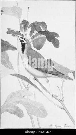 . Les oiseaux de l'Arkansas. Les oiseaux. Bui. 38, Commission biologique, U.S. Dept. of Agriculture, la plaque VII.. Un résident d'été Insect-Eater. Paruline du Kentucky.. Veuillez noter que ces images sont extraites de la page numérisée des images qui peuvent avoir été retouchées numériquement pour plus de lisibilité - coloration et l'aspect de ces illustrations ne peut pas parfaitement ressembler à l'œuvre originale.. Howell, Arthur Holmes, 1872-1940 ; Fuertes, Louis Agassiz, 1874-1927. Washington, gouvernement. L'impression. L'arrêt. Banque D'Images