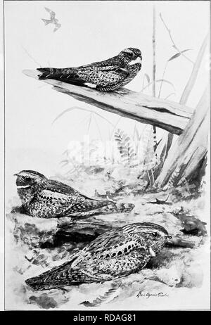 . Les oiseaux de l'Arkansas. Les oiseaux. Bui, 38, Biological Survey, U.S. Dept. ot Agricuilure. C. la plaque. Les engoulevents d'Arkansas. Nighthawk, et Chuck-Wills-Whippoorwill, veuve.. Veuillez noter que ces images sont extraites de la page numérisée des images qui peuvent avoir été retouchées numériquement pour plus de lisibilité - coloration et l'aspect de ces illustrations ne peut pas parfaitement ressembler à l'œuvre originale.. Howell, Arthur Holmes, 1872-1940 ; Fuertes, Louis Agassiz, 1874-1927. Washington, gouvernement. L'impression. L'arrêt. Banque D'Images