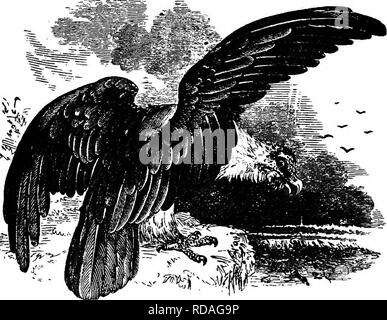 . L'illustre histoire naturelle : comprenant des descriptions des animaux, oiseaux, poissons, reptiles, insectes, etc., avec des esquisses de leurs propres habitudes et caractéristiques . Zoologie. 212 vertébrés. l'Aigle barbu, parce qu'il y est suspendue sous la gorge une sorte de barbe composée de plumes très étroite, comme les cheveux. Les jambes sont couverts de plumes jusqu'aux orteils, qui sont jaunes ; les pinces sont noires ; ci-dessus, le corps est brun noirâtre ; et dessous, les pièces sont blanches, avec une teinte de brun. Les aigles barbus sont habitants de la plus haute, la plus formidable et terriblement sublime par Banque D'Images