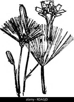 . Gray's nouveau manuel de botanique. Un guide des plantes à fleurs et de fougères de l'Europe centrale et nord-est des États-Unis. La botanique. 868] de la famille des Composées (composite) de 1024. L. villosa. § 3. MULGfeDIUM (Cass.) gris. Les achènes piéger quelqu'un, de forme oblongue, contracté dans un court bec épais ou du cou, annuelles ou bisannuelles, fleurs bleu principalement. * Pappus blanc. 12. L. villbsa Jacq. Biennale de hauteur, 1 à 2 m. de haut, avec de nombreux petits chefs dans une panicule lâche, sur les pédoncules divergents ; feuilles ovées à oblongues-lancéolées, pointues, fortement et parfois doublement dentées en scie, ou runcinate, parfois pubescentes sur le midr Banque D'Images