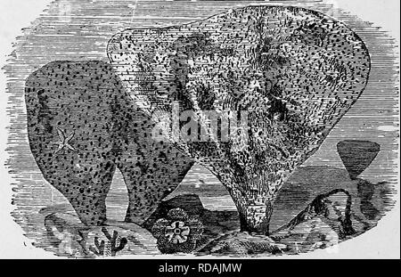 . L'histoire naturelle populaire . Zoologie. S90 S/VN( ?£S. cilia conduisant l'eau dans les torrents incessants, de tourbillons le long de toutes les sortes de particules solides, d'arrêter ceux qui sont utiles pour la digestion, et en rejetant ceux avec lesquels il ne peut l'assimiler. L'extraordinaire objet qui est appelé par le nom de Neptune s Cup est un des plus magnifiques, ainsi que l'un des plus notaule, tribu de l'éponge. Il ne ressemble à un Sporlge ; et lorsqu'un. Neptune's cup.-( Thalassema Neptuni.) spécimen est montré à des personnes qui n'ont aucune connaissance du sujet, ils ne peut presque jamais être maoe à Banque D'Images