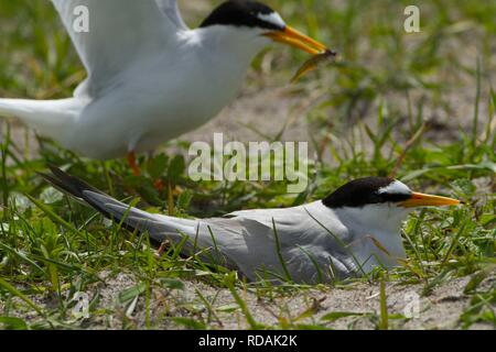 Deux Sterne naine (Sterna albifrons), l'un avec l'anguille de sable au nid chez l'avoine noire croissant sur les sables bitumineux riche shell Makir , des oiseaux de l'indicateur du changement climatique en raison de sa dépendance de l'anguille de sable , la température de la mer. avec chick non visible Banque D'Images