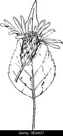 . Gray's nouveau manuel de botanique. Un guide des plantes à fleurs et de fougères de l'Europe centrale et nord-est des États-Unis. La botanique. Composées (famille composée) 805 sous, tous, mais le plus bas truncate ou effiler à la base : l'ensemble de la gamme^, forme la plus commune ra pport. Var. sejunctus Burgess. Similaire à la pré- céder la variété, mais la plupart des feuilles des tiges-petioled long, large et cordiformes. Â Me. à Pa. et sage. Var. apricensis Burgess. Ramification librement près de la base, d'innombrables chefs. Â Me. à Pa. Var. iAnthinds (Burgess) Pernald. Minutes de glandes, rarement sl Banque D'Images