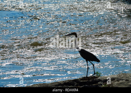 Silhouette de Stork dans Kruger Sabie River Banque D'Images