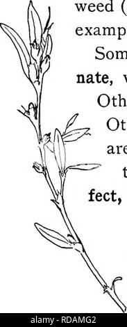 . Beginners' botanique. La botanique. La fleur -SES PARTIES ET LES FORMULAIRES 137 Lutte contre les mauvaises herbes (Fig. 179), renouée scabre, le sarrasin, l'orme en sont des exemples. Quelques fleurs manque le pistil : il s'agit de stami- nate, déterminer si les enveloppes sont manquants ou non. D'autres n'ont les étamines : il s'agit de pistil. D'autres n'ont ni étamines et pistil : ces sont stériles (boule de neige et de l'hortensia). Ceux qui ont les deux étamines et pistils sont par- infect, si oui ou non les enveloppes sont manquantes. Ceux qui manquent d'étamines ou les pistils sont imper- fect ou diclinous. Staminées et des fleurs pistillées sont imparfaits ou diclinous. Lorsque staminées et Banque D'Images
