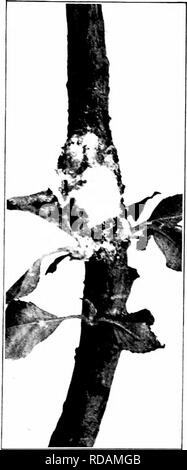 . Insectes nuisibles : la manière de reconnaître et de les contrôler . Les insectes nuisibles ; les insectes nuisibles. PLAXT IXJCRIXG LES POUX DES RACINES ou 5 pouces, saupoudrer 2 à 6 livres de tabac de poussière sur les racines et le sol ainsi exposés, puis remplacez la saleté remo. Par dix. Veuillez noter que ces images sont extraites de la page numérisée des images qui peuvent avoir été retouchées numériquement pour plus de lisibilité - coloration et l'aspect de ces illustrations ne peut pas parfaitement ressembler à l'œuvre originale.. O'Kane, Walter Collins, b. 1877. New York : The Macmillan Company Banque D'Images