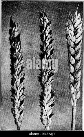 . Le sud de grandes cultures (à l'exclusion des plantes fourragères). L'agriculture. 41 BLÉ blé polonais est oharaoterized par de très gros grains. Il n'est pas adapté à la panification, mais pour la fabrication de la maca- roni. Un blé à grains fins {petit épeautre) est une autre onu- genre prometteuses. 43. Variétés de blé d'hiver. Bien que plus de mille variétés de blé sont connues, les exten- les épandeuses cultivés dans la ceinture en coton sont probablement moins d'un score en num- ber. Parmi. Fig. 17. Â chefs ou de blé. Sur la gauche, centre en or ; menue, Currell ; le plus pop- ^-/-â- ular et productifs variétés sont les suivantes : Banque D'Images