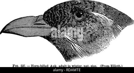 . Clé d'oiseaux de l'Amérique du Nord. Contenant des indications succinctes sur chaque espèce d'oiseau vivant et fossile connu à l'heure actuelle du continent au nord de la frontière du Mexique et des États-Unis, y compris le Groenland et Basse Californie, avec qui sont intégrées d'ornithologie générale : un aperçu de la structure et la classification des oiseaux ; et de l'ornithologie de terrain, un manuel de la collecte, la préparation et la conservation des oiseaux. Les oiseaux ; les oiseaux. ^^ PHALERIDIN - ALCin : pingouins. 805. Le changement dans la mandibule est décidé, comme par F. arctica, mais la différence de la mandibule inférieure est relativement léger. Chez les oiseaux Banque D'Images