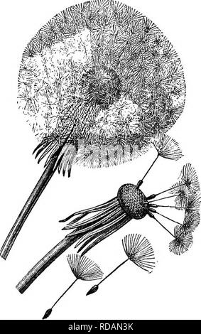 . Un texte-livre de botanique pour les écoles secondaires. La botanique. 257 dispersion des graines Cette méthode peut être considérée comme la plus pauvre de toutes les méthodes de dispersion, pour au mieux, pas de semence-réservoir peut s'acquitter de ses graines plus qu'une très courte distance. 152. La dispersion par les courants d'air.-beaucoup de graines sont si légers que d'être emportés à des courants d'air. Habituellement, cependant, les graines dispersées par le vent ou les fruits à développer des appendices de l'aide dans leur vol, plus commun parmi lesquels les extensions et de touffes de cheveux. Par exemple, les extensions sont de- développé par le fruit de ma- ples (Fig. 250) et l'Elms, et par les graines Banque D'Images