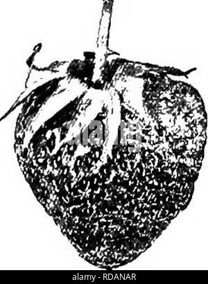 . Un texte-livre de botanique pour les écoles secondaires. La botanique. Fig. 233.-Framboise : une tige de fleur, avec des étamines, calice, ancienne et importante prise, à partir de laquelle le berry (un regroupement de petits fruits en pierre) a été retiré C-S).-Après Bailey.. Cochon. 234.-fraise : un élargissement pulpy réceptacle dans lequel de nombreux petits akènes sont intégrés. fruits communs que vous ne répondez pas à cette description. Quelques-unes des plus remarquables de ces servira comme illustrations. Un certain nombre des plus célèbres fruits ont été nommés "fruits rouges" qui ne sont pas des baies comme décrit ci-dessus. Pour. Veuillez noter que ces images sont Banque D'Images