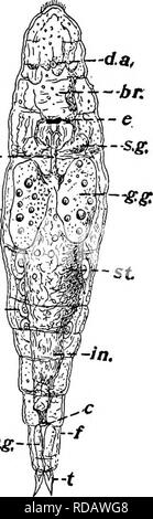 . La biologie d'eau douce. Biologie des eaux douces. La roue ANIMALCULES ROTATORIA) 555 (grande famille de Notommatidae, et il y a beaucoup de raisons d'beheve que tous les autres les rotifères ont été dérivés de formes essentiellement semblables à ceux trouvés dans cette famille. Les différents membres de l'Notommatidae sont tellement semblables qu'il n'est guère nécessaire de sélectionner précisément certains une espèce pour un type. Mais il sera bien en suivant ce compte d'avoir à l'esprit un tel animal comme Proales (Fig. 856), ou des Notommata truncata (Fig. 857, A et B), ou sur Copeus.- fng ;- ^m. Veuillez noter que ces images sont extraits f Banque D'Images