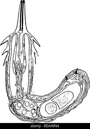 . La biologie d'eau douce. Biologie des eaux douces. La biologie d'eau douce de 536 Aide d'un microscope. Les la plupart des fonctions sur lesquelles classifi- cation est fondée sont externes et doit être considérée comme arbitraire et triviaux. La structure interne peut être étudié qu'avec difficulté par la technique et compliqué peut être passé ici sans description. En un sens l'Gordiacea diffèrent des vers parasites, jusqu'a examiné : les adultes sont libres et il n'est que les jeunes stades qui portent sur une existence parasitaire. Probablement le stade aquatique libre n'est qu'une période de reproduction, même s'il est pr Banque D'Images