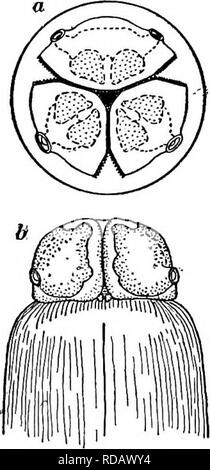 . La biologie d'eau douce. Biologie des eaux douces. 512 Biologie D'EAU DOUCE ent discussion générale pour désigner une place importante que les points de con- contraste ou à des caractéristiques propres aux formes parasitaires. Pour plus de détails de structure l'étudiant devrait consulter cette discussion qui devrait être lu en liaison avec la description ci-après. Certains nématodes parasites sont apparemment à distinguer des espèces vivantes- libre, d'autres sont classées dans le même genre ou famille, mais il y a aussi de grands groupes qui ne contiennent pas de free-Kving et espèces sont fortement modifiés pour une existence parasitaire. En général la société smalle Banque D'Images