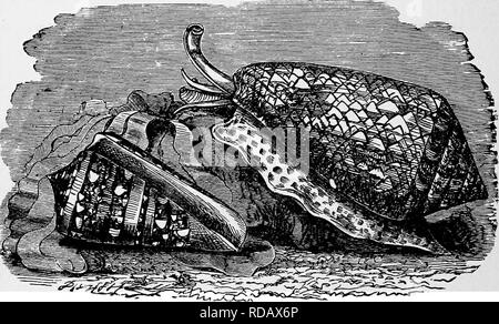 . L'histoire naturelle populaire . Zoologie. 510 cônes. mollusk fournir contre un tel sort en allongeant sa coquille et prendre sa résidence dans la bouche. Point le plus curieux, cependant, dans l'ecotiomy du Magilus est, qu'aussi vite qu'il ajoute un nouveau shell à l'avant, il se remplit la cavité derrière avec une concrétion solide de Shelly, très dur, et d'une structure cristalline, presque de manière à laisser environ la même quantité d'espace que dans le shell d'origine. L'animal est toujours dans l'avant du tube, Shelly et ferme le apenure avec un opercule qui effectu Banque D'Images