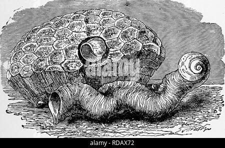 . L'histoire naturelle populaire . Zoologie. L'MAGILUS. 509 Lorsqu'il éclot, le jeune s'échapper dans la mer à travers un trou rond dans la capsule. Le ramonage : courbes, vaste enflure des lèvres, et le'ar des crêtes de l'autre genre d'obus ont gagné pour eux le populaire titre par lequel ils aie connu. Environ neuf ou dix espèces appartiennent à cette jolie genre, dont certaines sont rares et coûteux. L'Imperial harpe-shell, qui est représenté dans la gravure à la page 508, est encore une coquille ; mais dans les anciens jours, quand les installations de commerce ont été beaucoup moins qu'à l'heure actuelle, il ne peut être acheté à un Banque D'Images