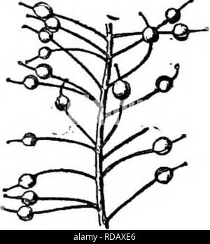 . Gray's nouveau manuel de botanique. Un guide des plantes à fleurs et de fougères de l'Europe centrale et nord-est des États-Unis. La botanique. CKTJCIFBRAB MUSTAKD 424 (famille) 3. LOBULARIA Desv. Dans Altssum doux comme Pod Alyssum. Pétales blanc, ensemble. Cotylédons accumbent. Les poils de la tige et les feuilles 2 pointes, apprimés, attaché au milieu. (Latin lobulus, lobe un peu, probablement allusion à la 2-lobées poils.) 1. L. marItima (L.) Desv. Pycnanthème gris légèrement ; feuilles linéaire ; fleurs petites, miel-parfumée. (Alyssum Lam. Koniga ; R. Br.) -souvent cultivées, et occa- titre provisoire spontané. (Int Banque D'Images