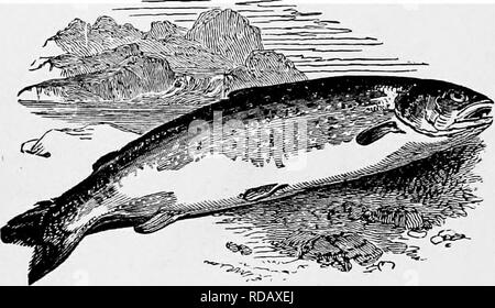 . L'histoire naturelle populaire . Zoologie. 4S8 LE SAUMON. Un axe de sa propre taille, et de nager environ tout unconcernedly avec la queue de sa victime dépassant de sa bouche. Il n'avait été subi pour vivre, il aurait probablement fini de l'axe dans le cours du temps, comme le chef a été partiellement digérés. Trois rats d'eau ont été trouvés dans l'estomac d'un grand brochet, accompagné par les restes d'un oiseau trop loin décomposé pour être reconnaissables, mais censés être les restes d'un canard. Si universelle est l'appétit de ce poisson, qu'il a même été connus pour saisir la pâte appât Banque D'Images