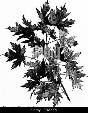 . Manuel d'étude de la nature pour les enseignants et les parents, en fonction de la nature de l'étude de Cornell de dépliants. L'étude de la nature. Le sirop d'seedli ;. Photo par Slingerland. Feuilles de l'érable argenté. L'Érable à sucre CXC LEÇON menant pensé-l'érable à sucre pousse très rapidement, et est donc un bon arbre d'ombrage. Son bois est utilisé à plusieurs fins, et de sa sève est faite d'un délicieux sucre. Cette étude de la méthode de l'érable doit être fait par les élèves à l'extérieur, avec un arbre pour répondre aux questions. L'étude des feuilles, fleurs et fruits, peut être faite en classe. L'érable est un excellent sujet pour la leçon Banque D'Images
