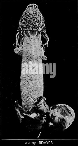 . Manuel d'étude de la nature pour les enseignants et les parents, en fonction de la nature de l'étude de Cornell de dépliants. L'étude de la nature. 720 Nature-Study Guide jo â ? Quelle est la couleur dans les mailles ? 4. Prendre l'un de ces champignons, posez-le sur une feuille de papier blanc, et noter la couleur des spores. La SESSION CLXXXV SUR L'Stinkhorns leçon à donner une leçon de l'étude de la nature sur le phalle impudique est tout à fait hors de question, pour l'odeur de ces excroissances étrange est si dégoûtant que même à s'approchent de l'un d'entre eux dans le jardin est un accord- en mesure de l'expérience. La raison pour les hommes- tionnement du tout est cause de l'impression réalisés Banque D'Images