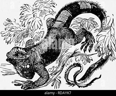 . L'histoire naturelle populaire . Zoologie. Les lézards. 4Â"7 Les écailles du dos sont plates et lisses, et il existe également une série de projections tuberculeuse plutôt grand disposés en douze lignes. Nous arrivons maintenant à une importante tribu de lézards, appelé par le nom de Strobilosaura, un titre dérivé de deux mots grecs, l'un signifiant un cône "sapin" et "l'autre", d'un lézard et donné à ces créatures parce que les écailles qui couvrent leurs queues sont définies en verticilles réguliers, et correspondent à la projection d'écailles de la fir-cône. Dans tous ces reptiles la langue est e Banque D'Images