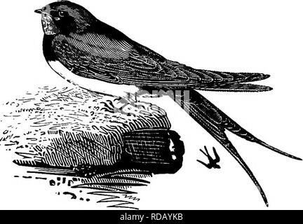 . Nos migrants d'été. Un compte des oiseaux migrateurs qui passent l'été dans les îles britanniques. Les oiseaux. L'hirondelle. {Hirundo rustica.) T^EW oiseaux ont attiré plus d'attention -*- dans tous les pays et dans tous les âges, que les hirondelles ; et les habitudes de ces espèces qui visitent chaque année les îles Britanniques ont été aussi l'objet d'une enquête approfondie et si fréquemment décrites, que peu d'originalité peut être réclamé pour les remarques que j'ai maintenant à offrir. Il y a deux points, cependant, dans l'histoire naturelle de ces oiseaux qui ne semblent pas avoir reçu de leurs biographes tant Banque D'Images