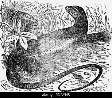 . L'histoire naturelle populaire . Zoologie. Les lézards. 423 de l'eau, de saisir un homme, et le transporter en dépit de ses cris et de luttes. La bête plongea dans la rivière avec sa proie, et ni l'un ni l'homme Alligator a été vu par la suite. Les vrais Lézards ont quatre membres, d'une manière visible, mais dans quelques cas, caché sous la peau. Leur corps est long et arrondi, et la queue est effilée et une grande partie est couverte d'écailles situé dans les milieux ordinaires ou " verticille." L'Angleterre possède au moins deux exemples de la vraie des lézards, dont un, le Lézard écailleux, est extrêmement commun. Cette jolie litt Banque D'Images