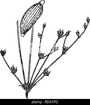 . Gray's nouveau manuel de botanique. Un guide des plantes à fleurs et de fougères de l'Europe centrale et nord-est des États-Unis. La botanique. 682. J. Asper. Une partie de l'inflorescence x  %. X 25 semences. 583. J, brachycephaluB. Une partie de l'inflorescence, x  % X EST Semence. branches, dispersés de roulement peu(2-6) fleur fleurs ; têtes de brun verdâtre (4,5 mm, long) ; sépales ovales-lancéolées, awl-fait, rigide et fortement nerved, plus courte que les pétales semblables, ces un peu plus court que l'ovoïde triangulaire de 3-loculaire incomplètement sowerby capsule marron ; ovaire- coniques dans un endroit bien en style ; Banque D'Images