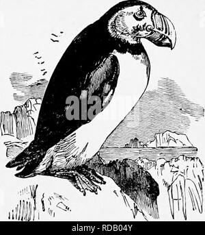 . L'histoire naturelle populaire . Zoologie. Les pingouins. 407. Macareux moine. {- Fratercula arctica.) Les manchots forment une sous-famille très remiirkable, tous ses membres ayant modifié leurs ailes inutiles pour les palettes en vol, mais capable d'être em- tion comme l'avant-jambes dans la progression terrestre lorsque l'oiseau est à la hâte, et probablement aussi d'avirons ou pagaies dans l'eau. Il existe de nombreuses espèces de pen- guins, mais comme ils sont très semblables en général des habitudes, il faut se contenter d'un simple exemple.. La Cape Penguin est très commun au Cap de Bonne Espérance et la Falk- terre Îles. À partir de l'extraordinaire sou Banque D'Images