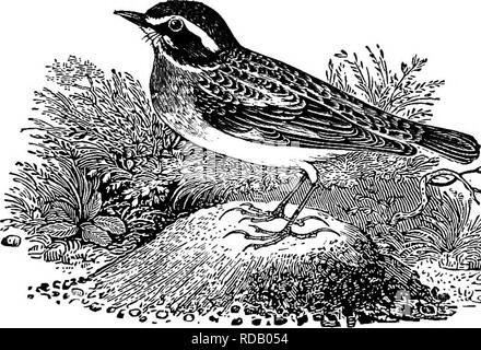 . Nos migrants d'été. Un compte des oiseaux migrateurs qui passent l'été dans les îles britanniques. Les oiseaux.  :.V |.'-v,A s L'WHINCHAT. {Saxicola rubetra.) ELDOM apparaissant avant la fin de la première semaine d'avril, l'Whinchat arrive beaucoup plus tard que le traquet motteux, et est beaucoup moins répandu que celui des espèces. D'ici la fin de septembre, il a de nouveau quitté le pays, et je n'ai jamais rencontré avec une instance de sa demeure en Angleterre durant les mois d'hiver. Les correspondants à plusieurs reprises ont transmis à moi en hiver un oiseau qu'elle pensait être la Whinchat, mais qui, invariablement, pro Banque D'Images