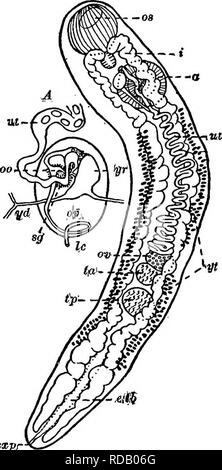 . La biologie d'eau douce. Biologie des eaux douces. Vers plats parasites 371 occulte toutes les autres structures dans le corps. Les œufs sont recouverts d'une entreprise qui est souvent shell chitineuses opaque mais dans d'autres cas est suffisamment transparent pour permettre à l'un de suivre l'élaboration progressive de l'embryon. L'élaboration de la plupart des ecto- les trématodes parasites est simple et pas différent de celui de vers plats. Il ressort de l'egg-shell en temps utile une larve cilié qui nage dans l'eau jusqu'à ce qu'il trouve un nouvel hôte pour qu'il attache lui-même. Les trématodes endoparasite dans le cycle de vie Banque D'Images