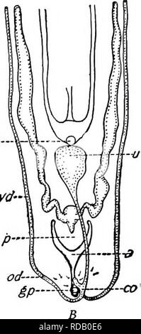 . La biologie d'eau douce. Biologie des eaux douces. La biologie d'eau douce de 356 89 (90) de couleur brunâtre ou noirâtre violacé par lumière réfléchie, gris noirâtre ou par lumière transmise. Avec de nombreuses taches irrégulières entièrement à l'abri de pigment. Planaria maculata Leidy 1848. Longueur 15 mm. Les spécimens immatures moyenne de 8 à II mm. Dans les petits spécimens le pigment se produit dans des poches isolées et des taches. Les plus gros spécimens dans le pigment de correctifs est anastomosé surtout dans la région médiane de quitter les zones irrégulières qui donnent une apparence très repéré à l'animal. Des taches plus petites d'un brun foncé ou noir dispersés Banque D'Images