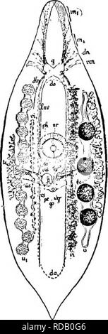 . La biologie d'eau douce. Biologie des eaux douces. La biologie d'eau douce de 352 73 (72) sans un "cntral pochette épidermique et ductus. spermaticus Mesostoma. Une seule espèce connue en Amérique. Mesostoma ehrenbergii (Focke) 1836. Cette espèce atteint une longueur de 12 à 15 mm. en Europe. Plus grande longueur enregistrée pour Amer- ican spécimens est de 6 mm. Très transparent. La couleur brunâtre à jaunâtre pâle. Intestme marron jaunâtre. Minces, plats, et une feuille en contour. Extrémité antérieure tapermg, conique. Poste- vant fin tapermg fortement et se terminant dans un processus caudal aiguë. Des étendues de rhabdites conduisent à la une Banque D'Images