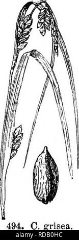 . Gray's nouveau manuel de botanique. Un guide des plantes à fleurs et de fougères de l'Europe centrale et nord-est des États-Unis. La botanique. 244 CYPEEACEAE (famille des carex) C. conoidea.. Lieux, N.-B. à Ontario, s. de Pennsylvanie et la. ; et dans le mts. de N. C, mai-août. Fig. 493. 1/ 132. C. grisea Wahlenb. Stout, 3-8 dm. haute ; les feuilles 3-7 mm, large, sliglitly ; bractées glauques et large leaf- comme, divergente, beaucoup plus de l'épi ; stamiiiate ; sessiles et petites pointes pointes pistillées 3-5, de forme oblongue, 0,7-2,5 cm. de long, 4 à 7 mm. d'épaisseur, le plus haut d'habitude deux contigus à la spike staminées Banque D'Images