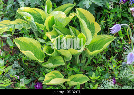 Fleurs violettes de la floraison hosta Hosta undulata Banque D'Images