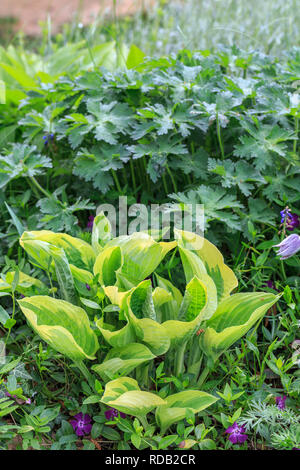 Fleurs violettes de la floraison hosta Hosta undulata Banque D'Images