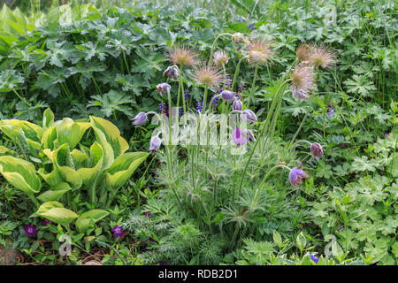 Fleurs violettes de la floraison hosta Hosta undulata Banque D'Images