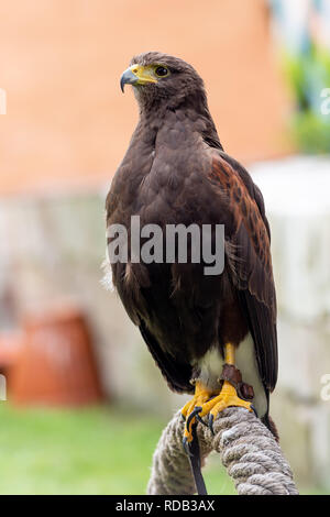 Brown eagle assis sur la corde. Banque D'Images