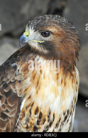 Faucon à queue rouge, Rotschwanzbussard, buse à queue rousse, Buteo jamaicensis, vörösfarkú ölyv Banque D'Images