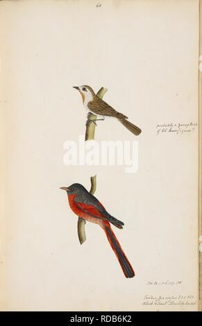 Deux oiseaux. Albums de Wellesley. 1798 - 1805. L'aquarelle. Source : NHD 29/65. Auteur : ANON. Banque D'Images