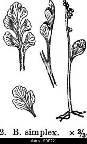 . Gray's nouveau manuel de botanique. Un guide des plantes à fleurs et de fougères de l'Europe centrale et nord-est des États-Unis. La botanique. 48 OPHIOGLOSSACEAE (ADDEu famille la langue) distincte, plutôt coriáceas, non réticulés, globulaire, sans un anneau, et l'ouverture des vannes en deux transversalement. Segment de la fronde stérile ou ternately nervation pennée divisée ou composées ; tous les veines gratuitement. De nombreuses spores, soufre-couleur. Nom (diminutif de fiSrpvs, une grappe de raisins, de l'apparition de la fructification.) § 1. EUBOTRYCHIUM Milde. Base de la manette (^contenant l'oeuf) Banque D'Images