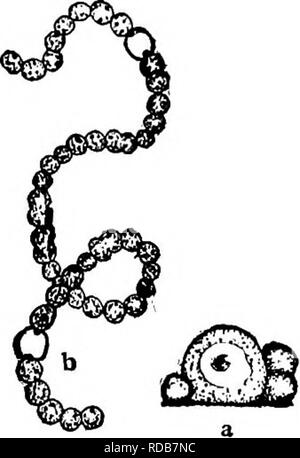 . La biologie d'eau douce. La biologie d'eau douce. Pas de frais-biologie d'eau 43 (28) simple Filaments, ramifiées ; avec hétérocystes, vivant seuls ou en masses gélatineuses, souvent de forme définie. Les gaines très délicate, surtout anastomosé. En général, les cellules torulose en une seule ligne . Fanuly Nostoceae . 4444 (47) Filaments à l'intérieur d'une masse gélatineuse de forme définie. 4545 (46) la formation, délicate, cylindriques creux des colonies. Wollea Bornet et Flahault. Colonies délicates ; filaments droits ou légèrement courbée, disposées en rangées parallèles tolérablement, avec une enveloppe gélatineuse ; intercalaires hétérocystes Banque D'Images