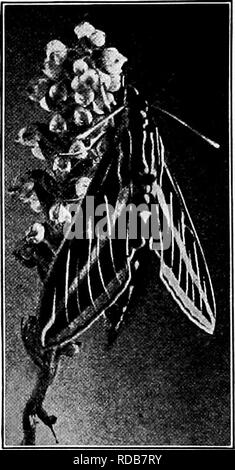 . Manuel d'étude de la nature pour les enseignants et les parents, en fonction de la nature de l'étude de Cornell de dépliants. L'étude de la nature. Les papillons de la Myron sphinx sur vigne. Photo M. C. Slingerland. crantée ou même ? Quelles sont les couleurs sur l'aile avant ? Sur l'arrière un ? Ces couleurs sont harmonieuses et beauti- ful ? Faire un croquis de l'espèce dans l'eau-couleur. 4. Quelle est la forme de l'antenne ? Décrire les yeux. Vous pouvez voir la flèche en spirale ? Déroulez-le avec un code pin et notez combien de temps il est. Pourquoi cette espèce de besoin d'une telle longue langue ? 5. À partir de quelles fleurs faire le sphinx obtenez nectar ? Comment l'espèce s Banque D'Images