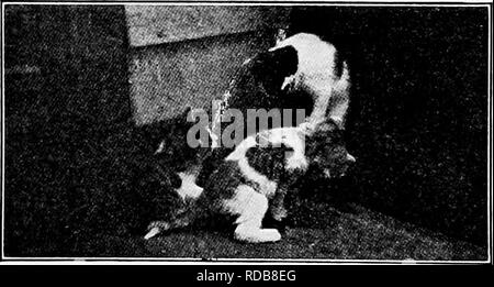 . Manuel d'étude de la nature pour les enseignants et les parents, en fonction de la nature de l'étude de Cornell de dépliants. L'étude de la nature. 274 Manuel desHire-Study na tu crois ? Pensez-vous qu'elle a un sens aigu de l'audience ? Comment faire la forme et la position des oreilles de l'aide à l'écoute ? Dans quelle position sont les oreilles quand le chat potté est en colère ? 9. Combien de couleurs trouvez-vous à nos chats domestiques. Quelle est la couleur du chat sauvage ? Pourquoi ne serait-il pas avantageux pour le chat sauvage d'avoir comme couleurs frappantes comme nos chats apprivoisés ? Comparer la fourrure du chat avec les cheveux du chien. En quoi diffèrent-ils ? Si un chat en chasse sa proie comme le chien Banque D'Images