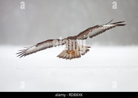 Wild Buse variable, Buteo buteo, volant au-dessus de la neige. Banque D'Images