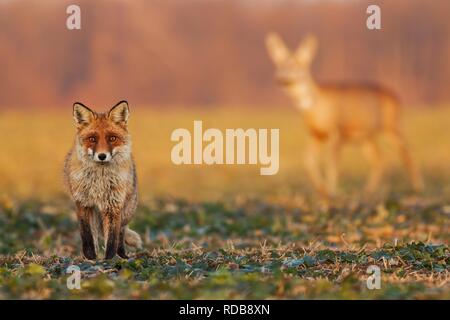 Homme fox, Vulpes vulpes, debout sur le terrain et regarder, Chevreuil, Capreolus capreolus, le doe balade dans l'arrière-plan. Banque D'Images