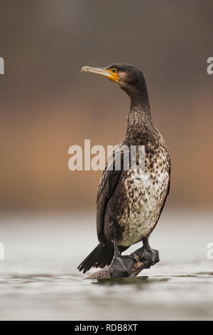 Grand cormoran Phalacrocorax carbo, assis sur un perchoir juste au-dessus du niveau d'eau. Banque D'Images