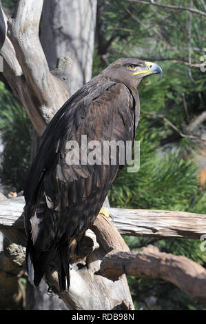 Aigle steppe, Steppenadler, Aigle des steppes, Aquila nipalensis, pusztai sas Banque D'Images