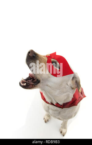 COSTUME DE SUPER-HÉROS DE CHIEN. LABRADOR CLOSE-UP PORTANT UN MASQUE ET UNE CAPE. Carnaval OU HALLOWEEN. STUDIO SHOT isolées contre l'ARRIÈRE-PLAN BLANC. Banque D'Images